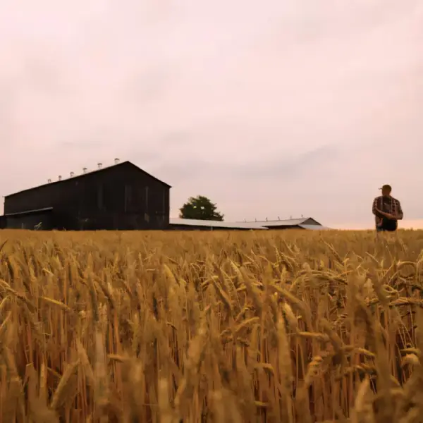 Maker's Mark's distinctive flavor begins with their unique grain composition